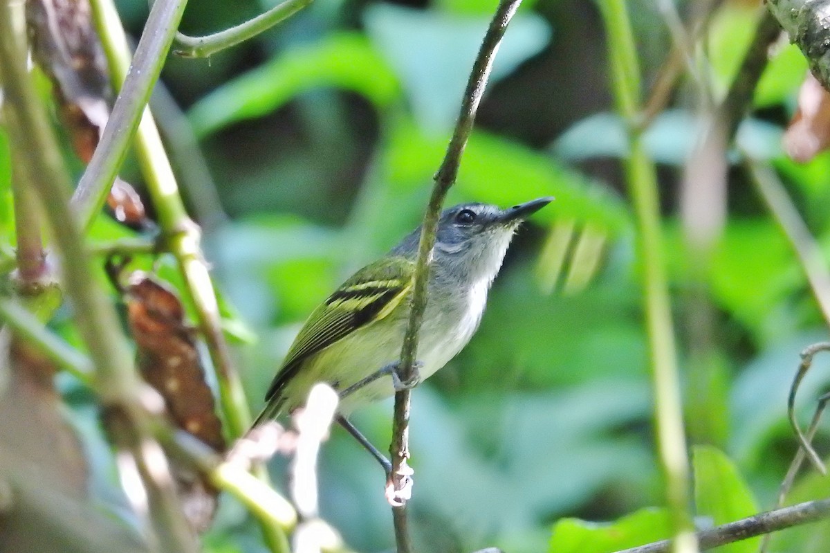 Slate-headed Tody-Flycatcher - ML624666897