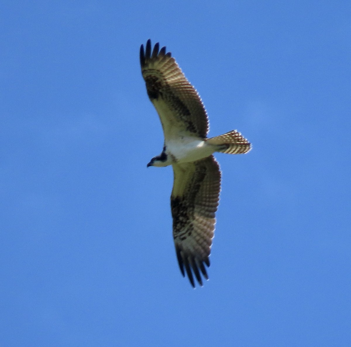 Osprey - George Chrisman