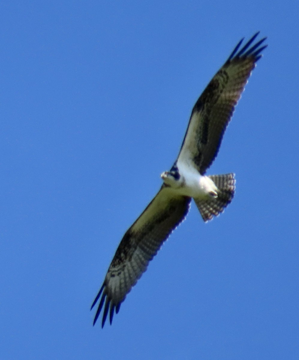 Osprey - George Chrisman