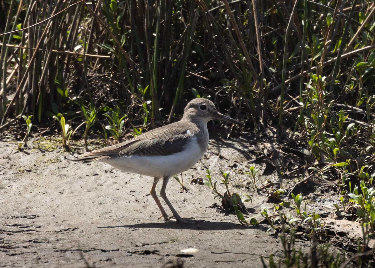 Common Sandpiper - ML624667123