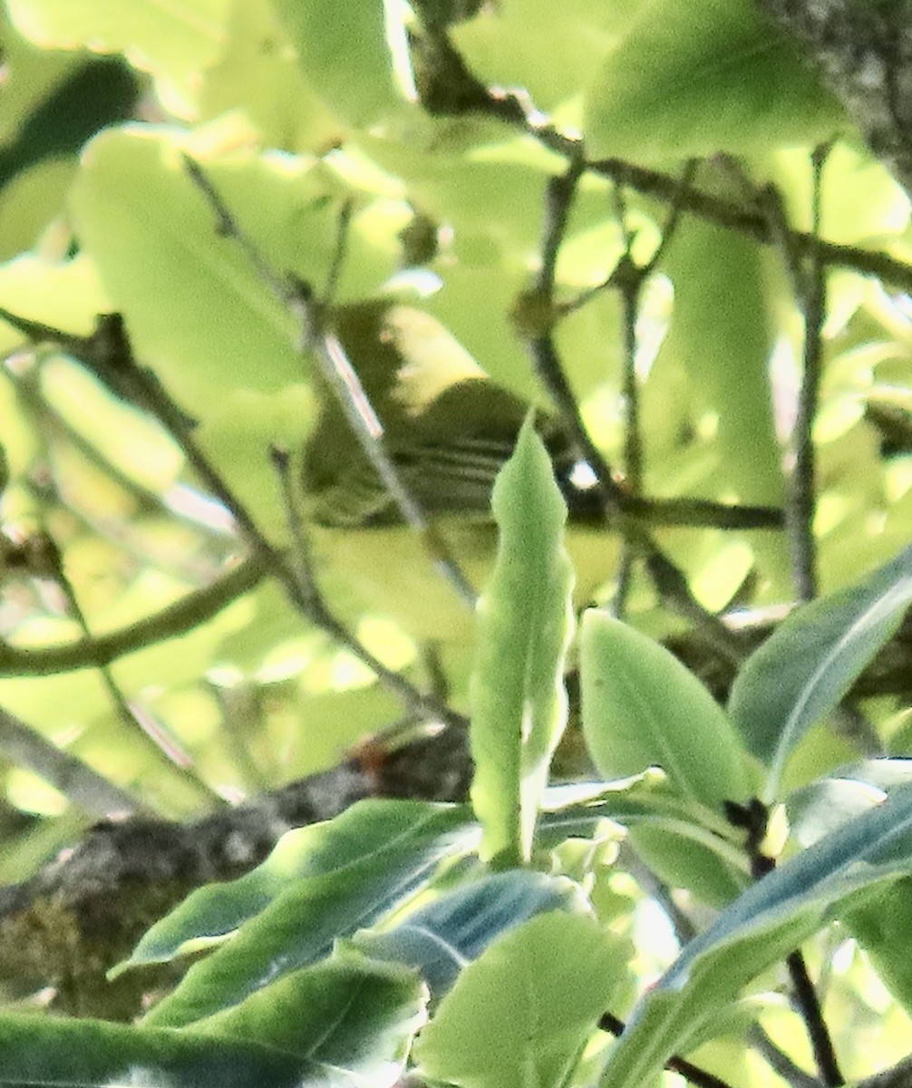 Yellow Warbler - ML624667127