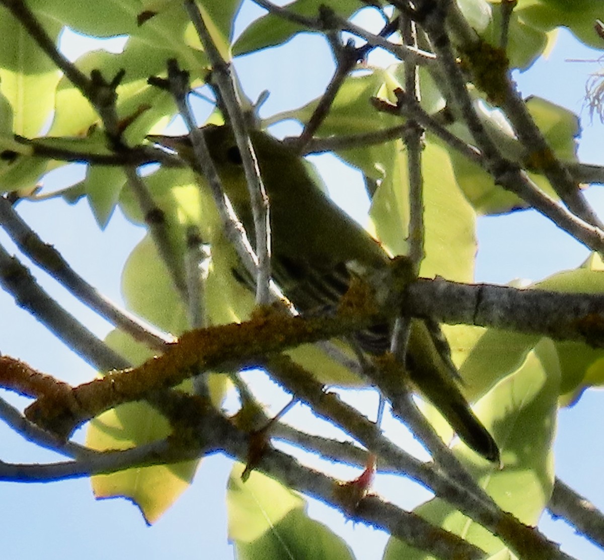 Yellow Warbler - ML624667131