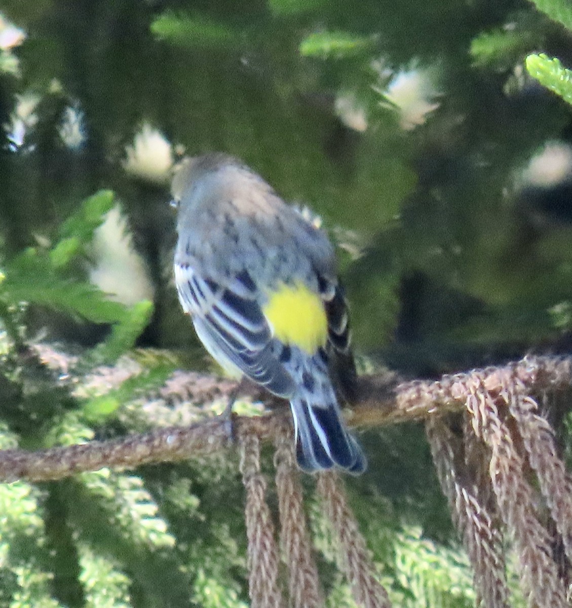 Yellow-rumped Warbler - ML624667146