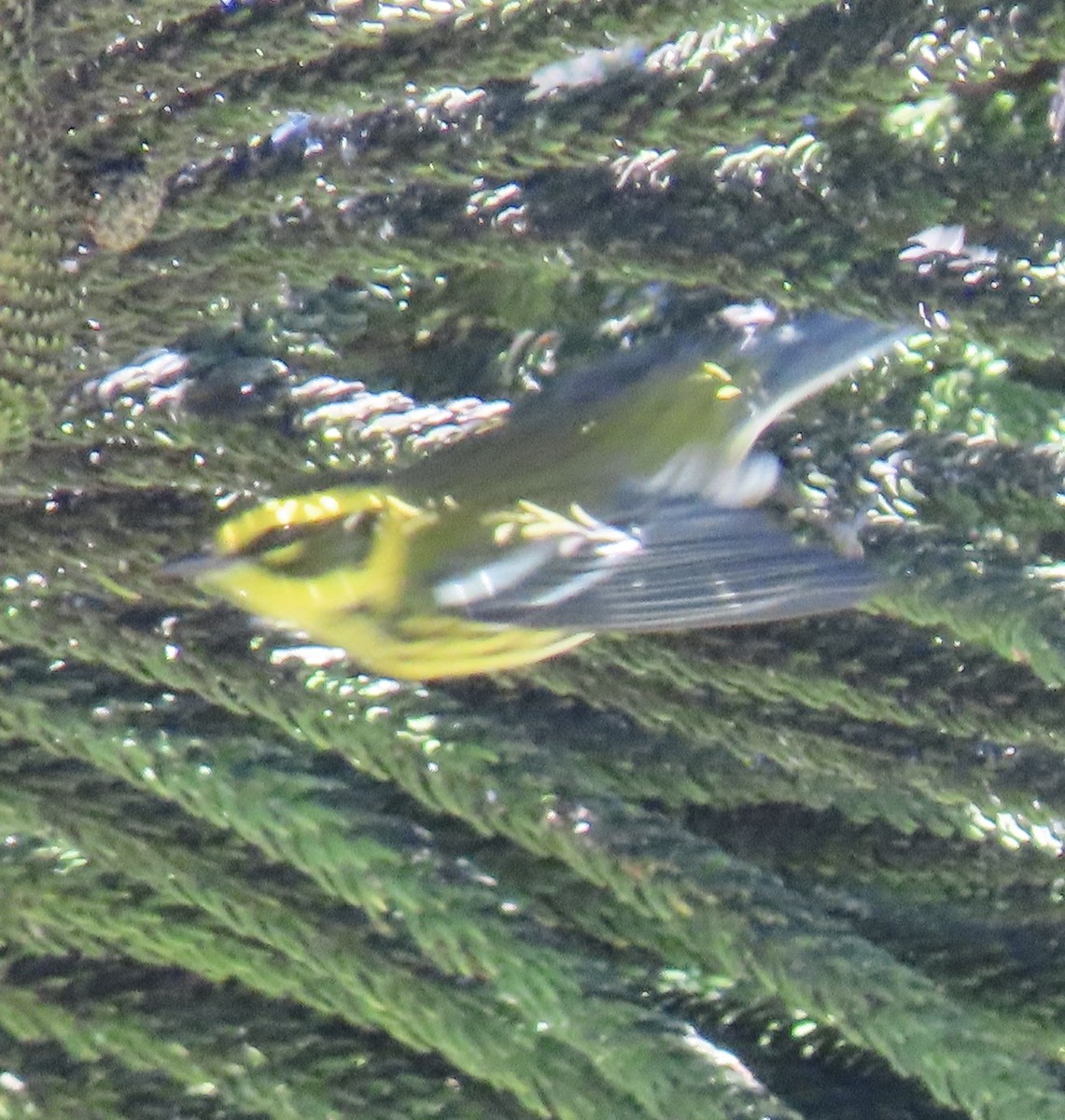 Townsend's Warbler - ML624667153