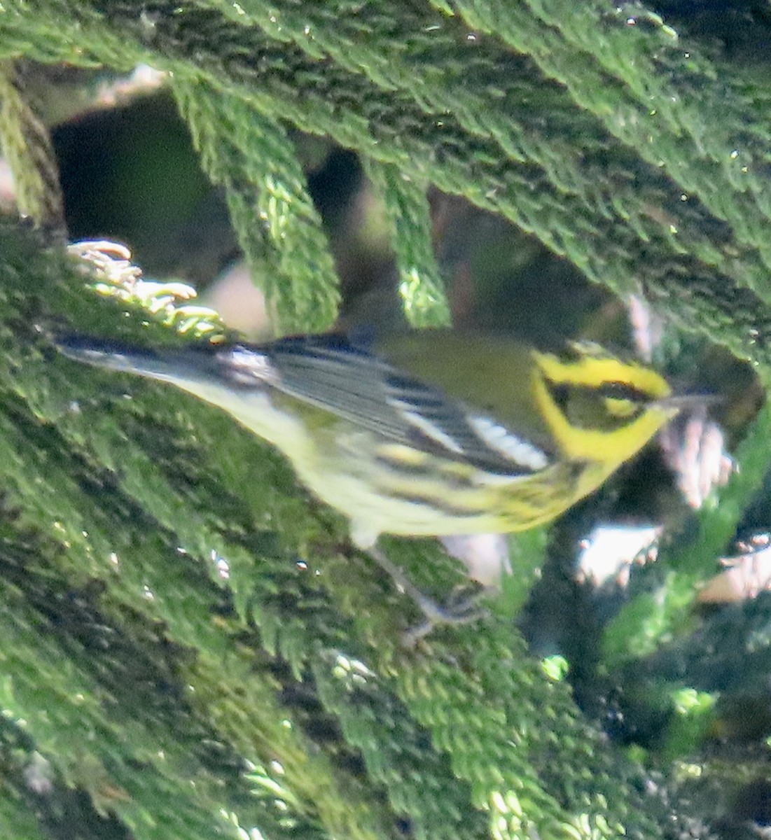 Townsend's Warbler - ML624667154