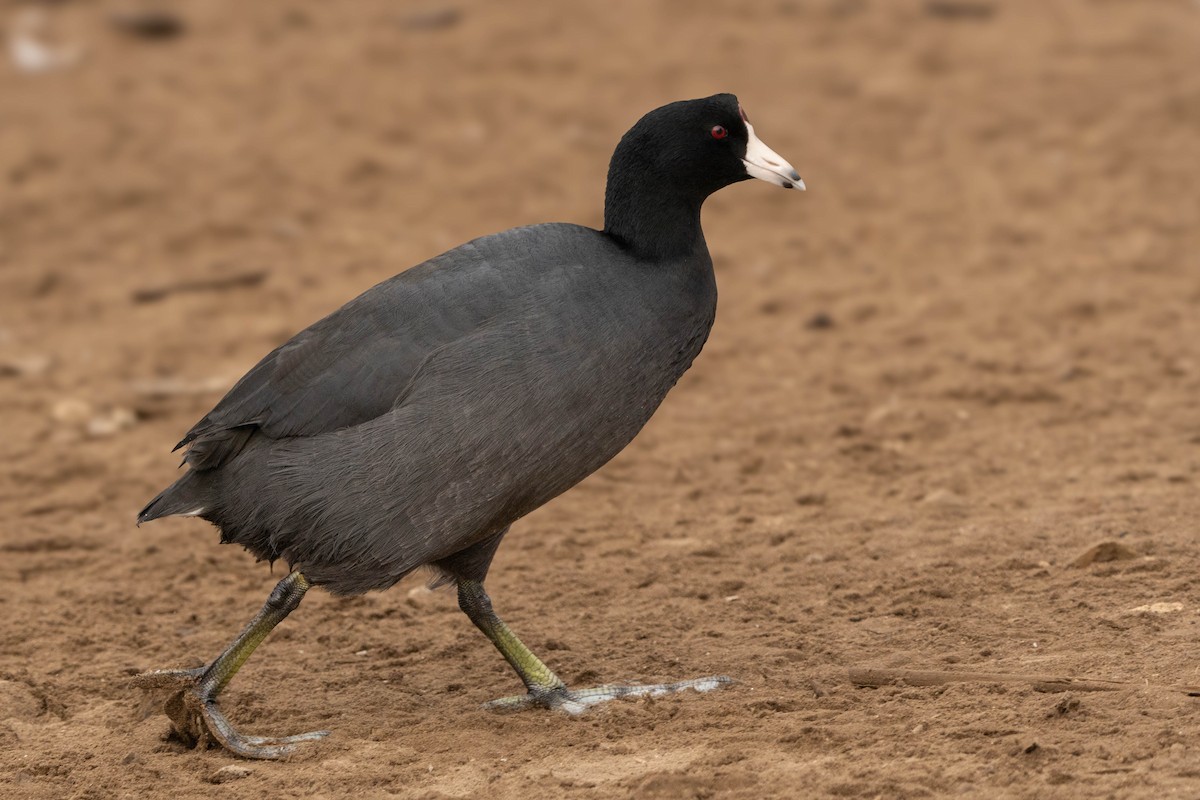 American Coot - ML624667155