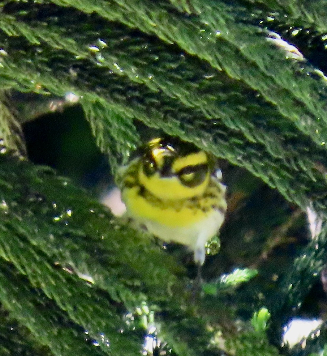 Townsend's Warbler - ML624667161