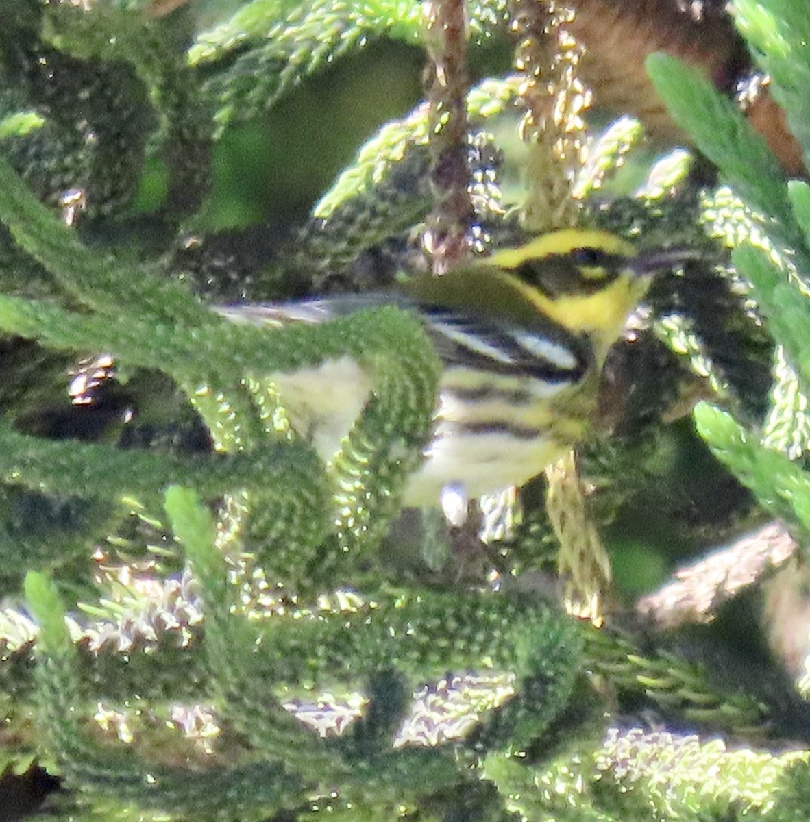 Townsend's Warbler - ML624667162