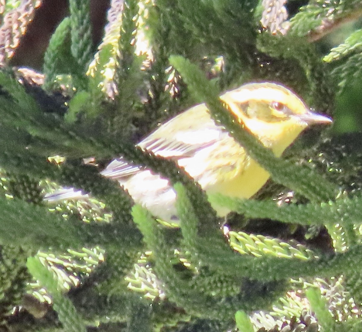 Townsend's Warbler - ML624667163