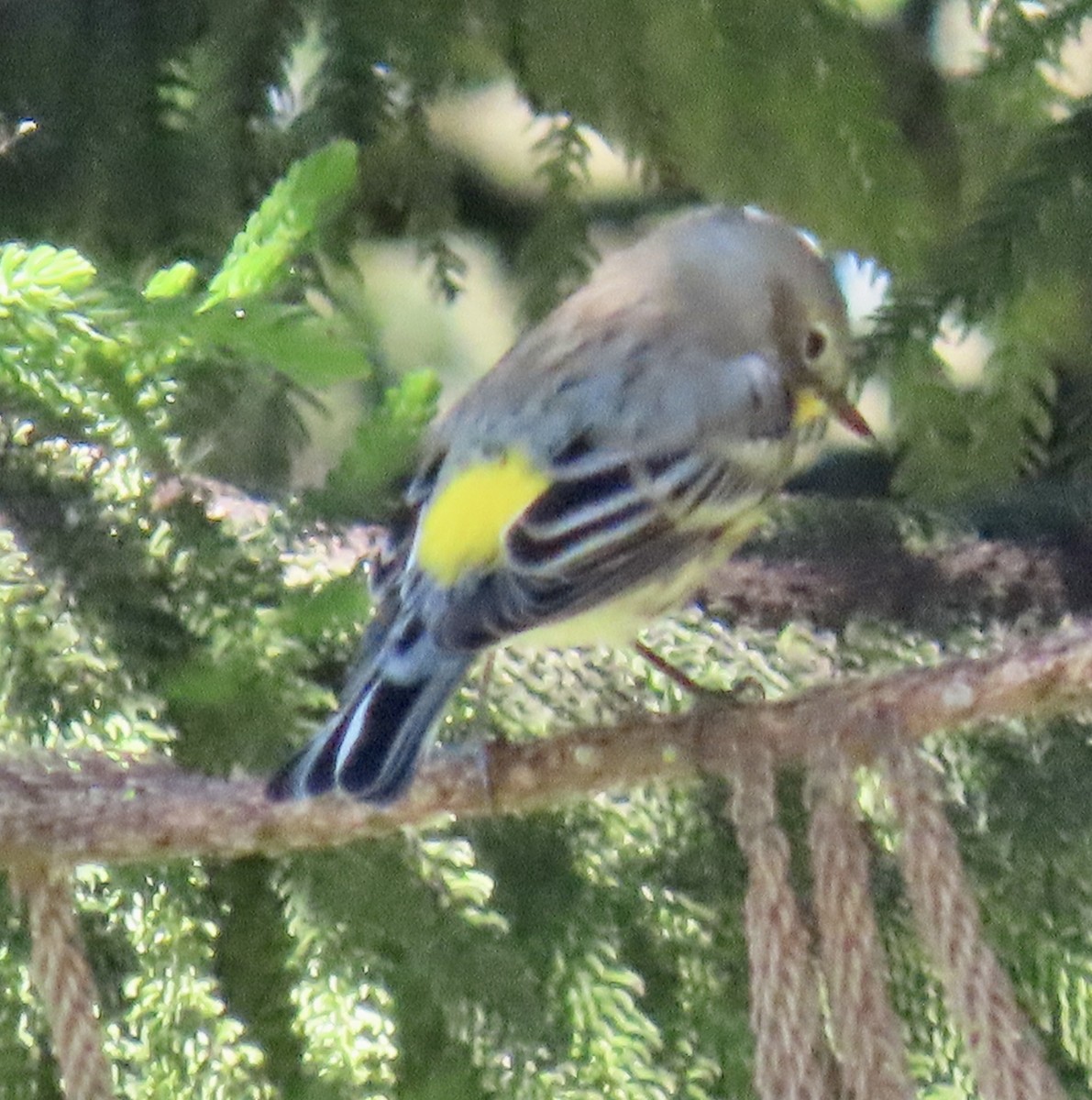 Yellow-rumped Warbler - ML624667168