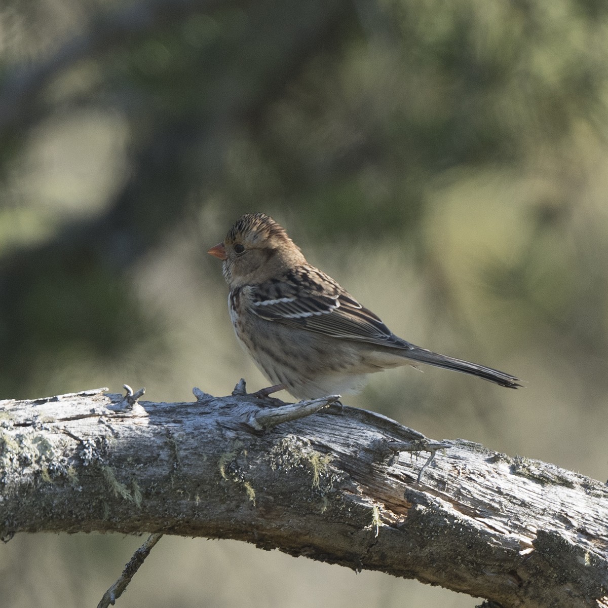 Harris's Sparrow - ML624667202