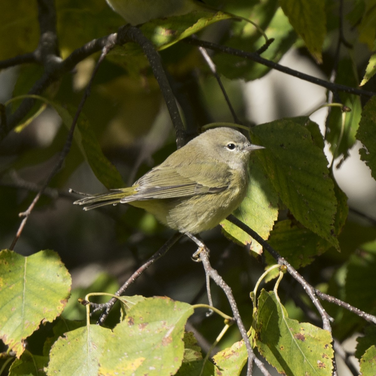 Orange-crowned Warbler - ML624667205