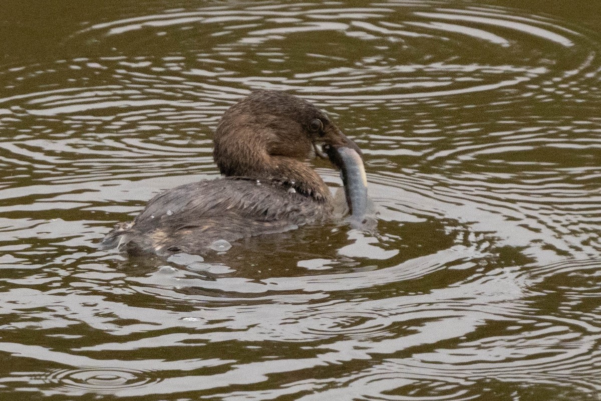 Pied-billed Grebe - Sophie Cameron