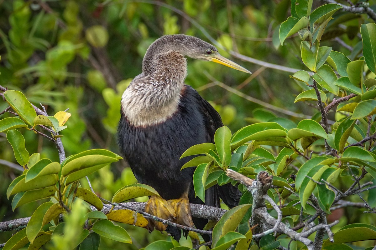 アメリカヘビウ - ML624667523