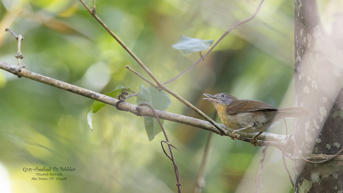 Gray-cheeked Tit-Babbler - ML624667631