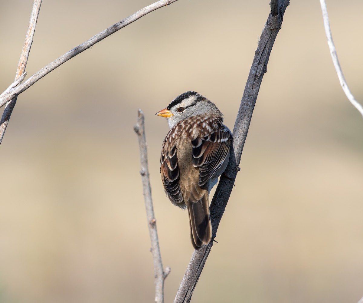 White-crowned Sparrow - ML624667729