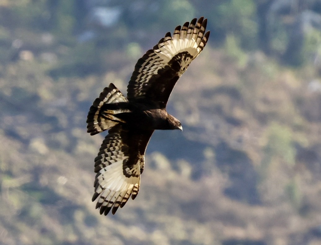 Long-crested Eagle - ML624668128