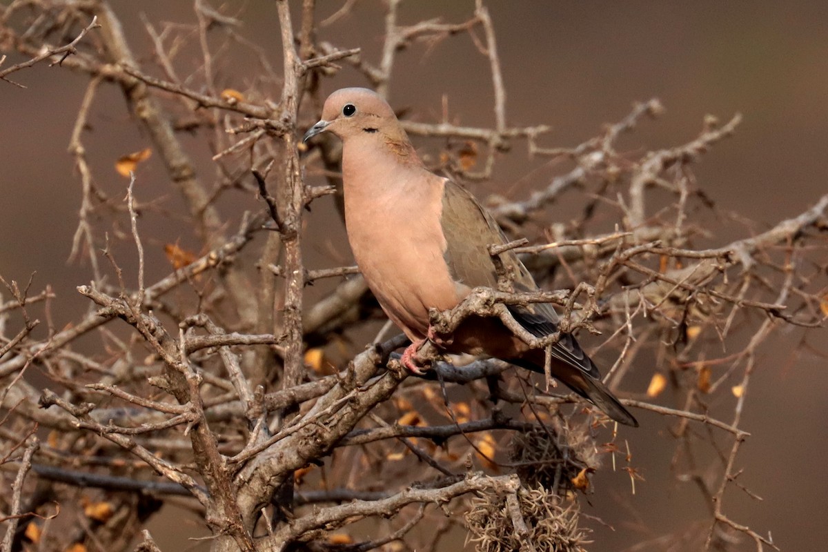 Eared Dove - Miguel Angel Bean