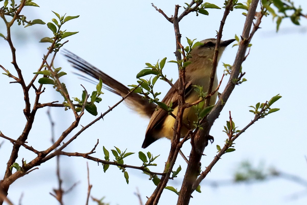 Greater Wagtail-Tyrant - Miguel Angel Bean