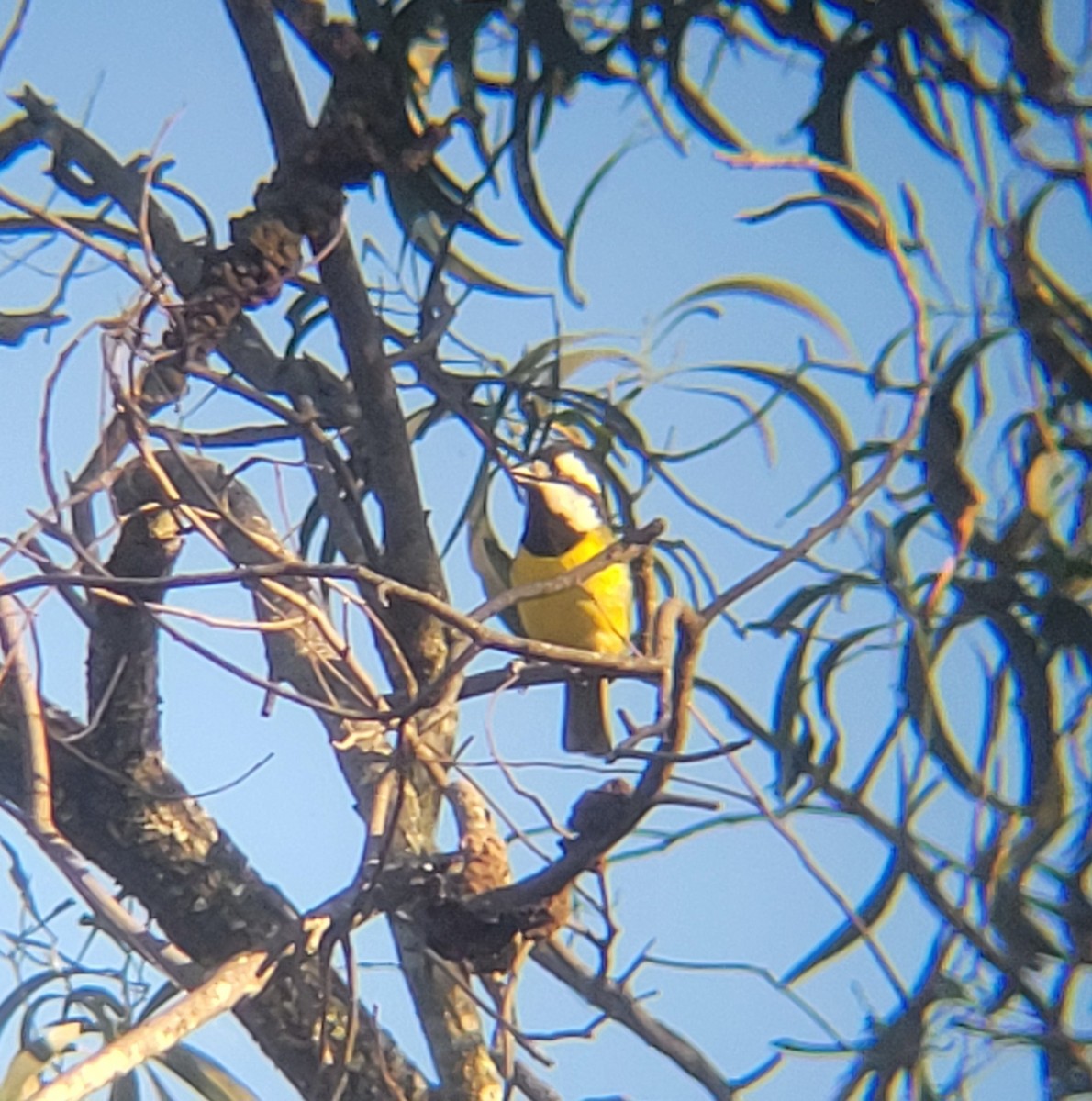 Eastern Shrike-tit - Elaine T