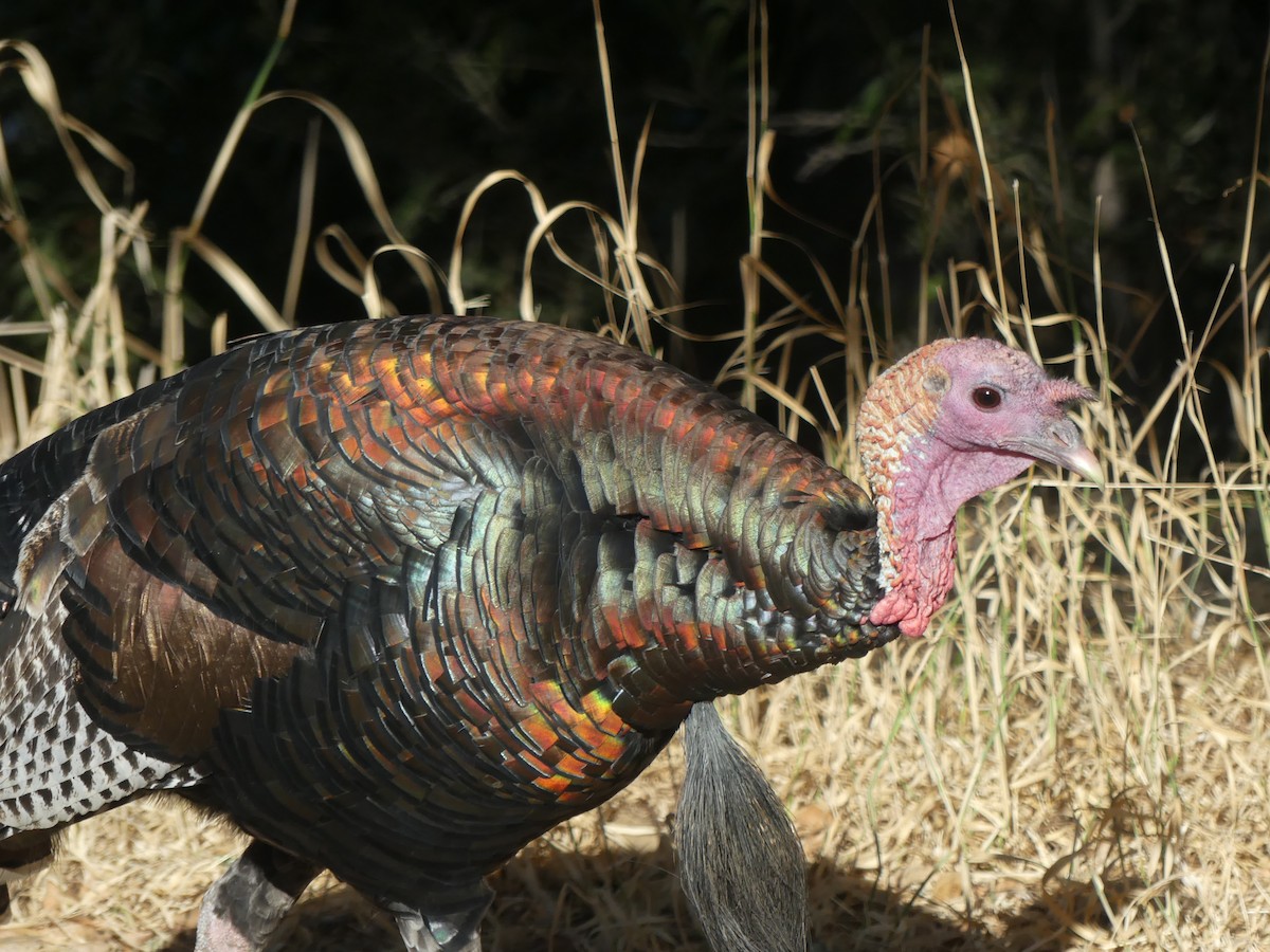 Wild Turkey - ML624668989