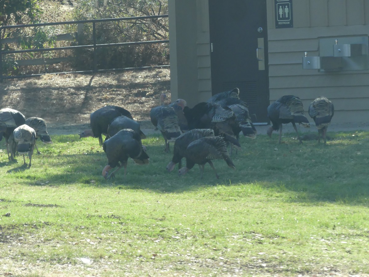 Wild Turkey - Rachel DiPietro