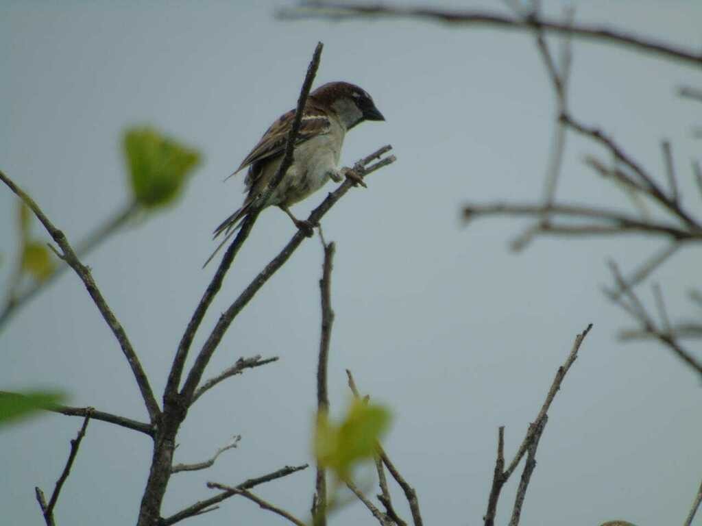 House Sparrow - ML624669048