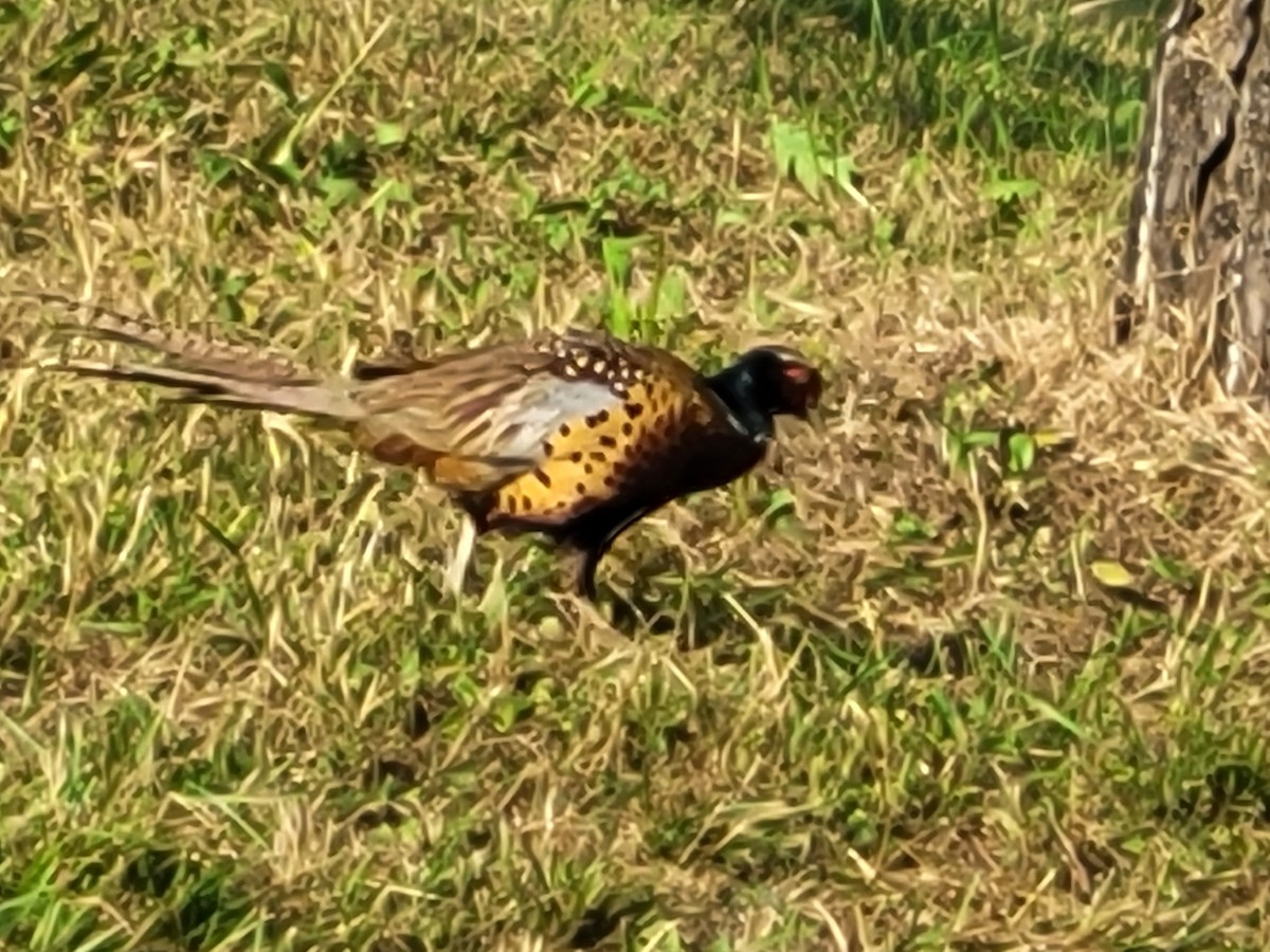 Ring-necked Pheasant - Yonghee Lee