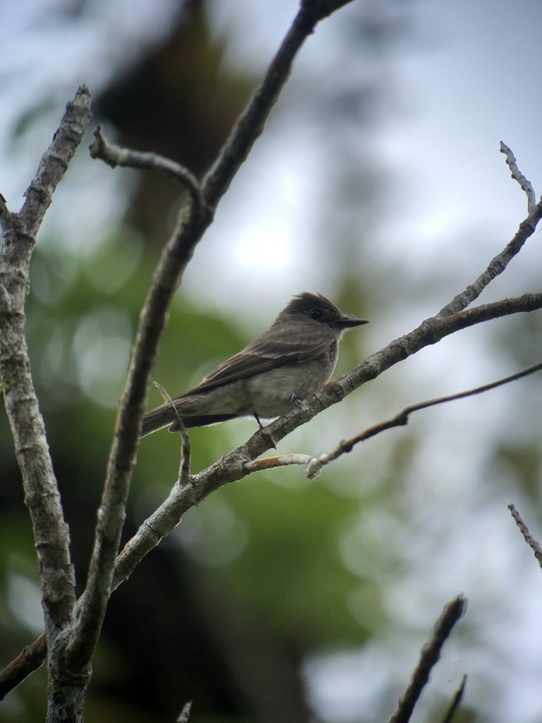 Western Wood-Pewee - ML624669237