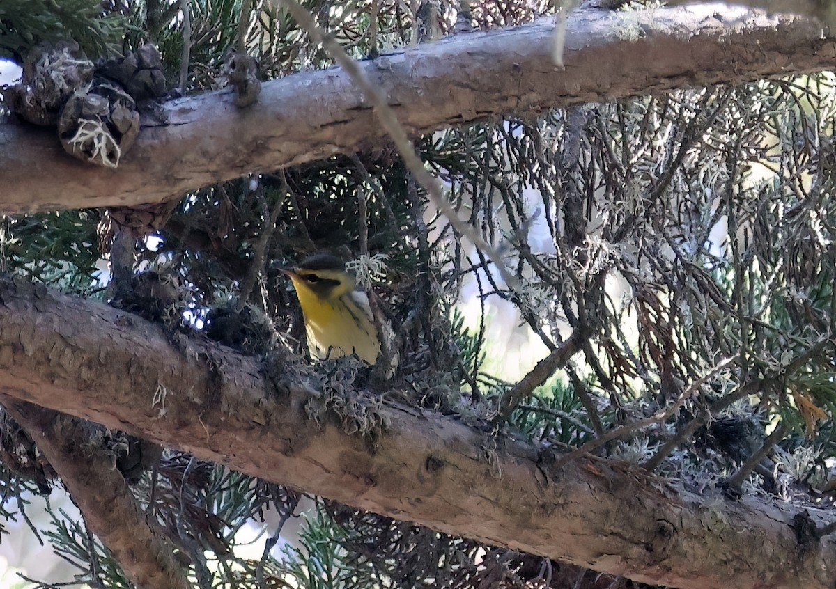 Blackburnian Warbler - ML624669552