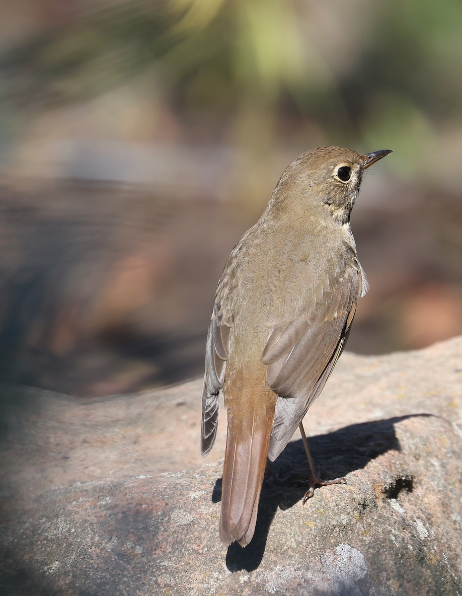 Hermit Thrush - ML624669560