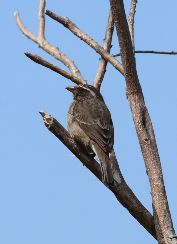 Streaky-headed Seedeater - ML624669732