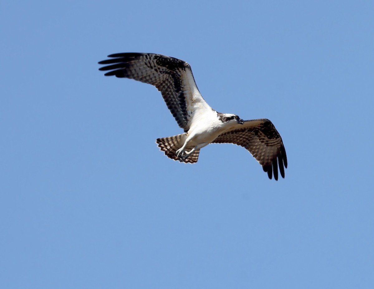 Osprey - ML624669737