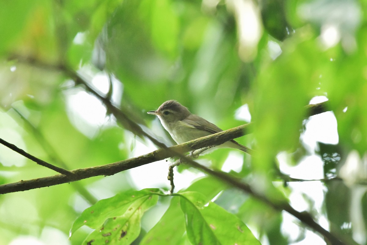 Brown-capped Vireo - ML624669771