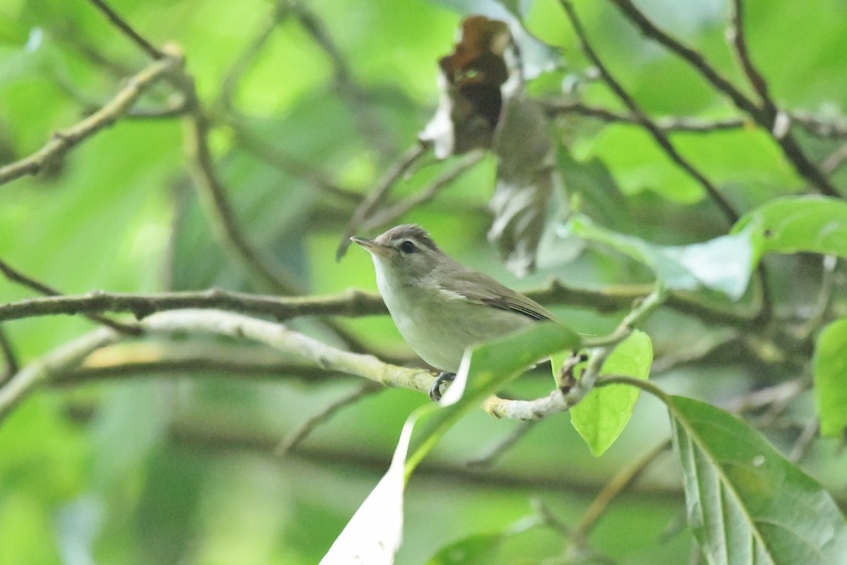 Brown-capped Vireo - ML624669772