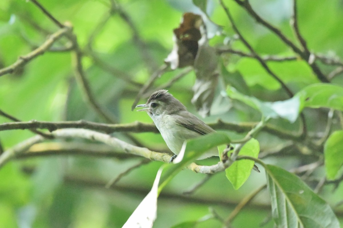 Brown-capped Vireo - ML624669776