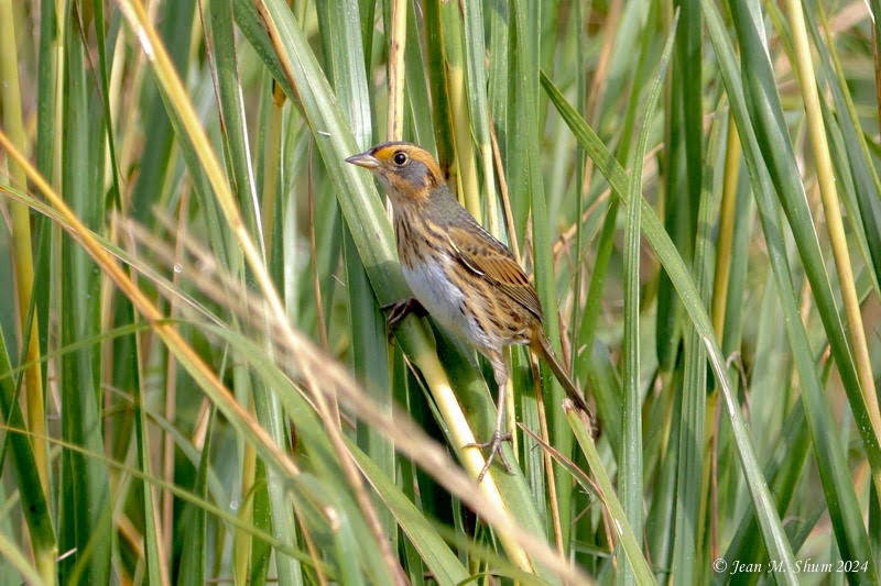 Saltmarsh Sparrow - ML624669823
