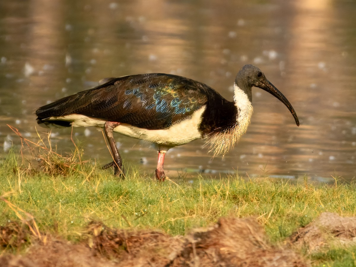 Straw-necked Ibis - ML624669892