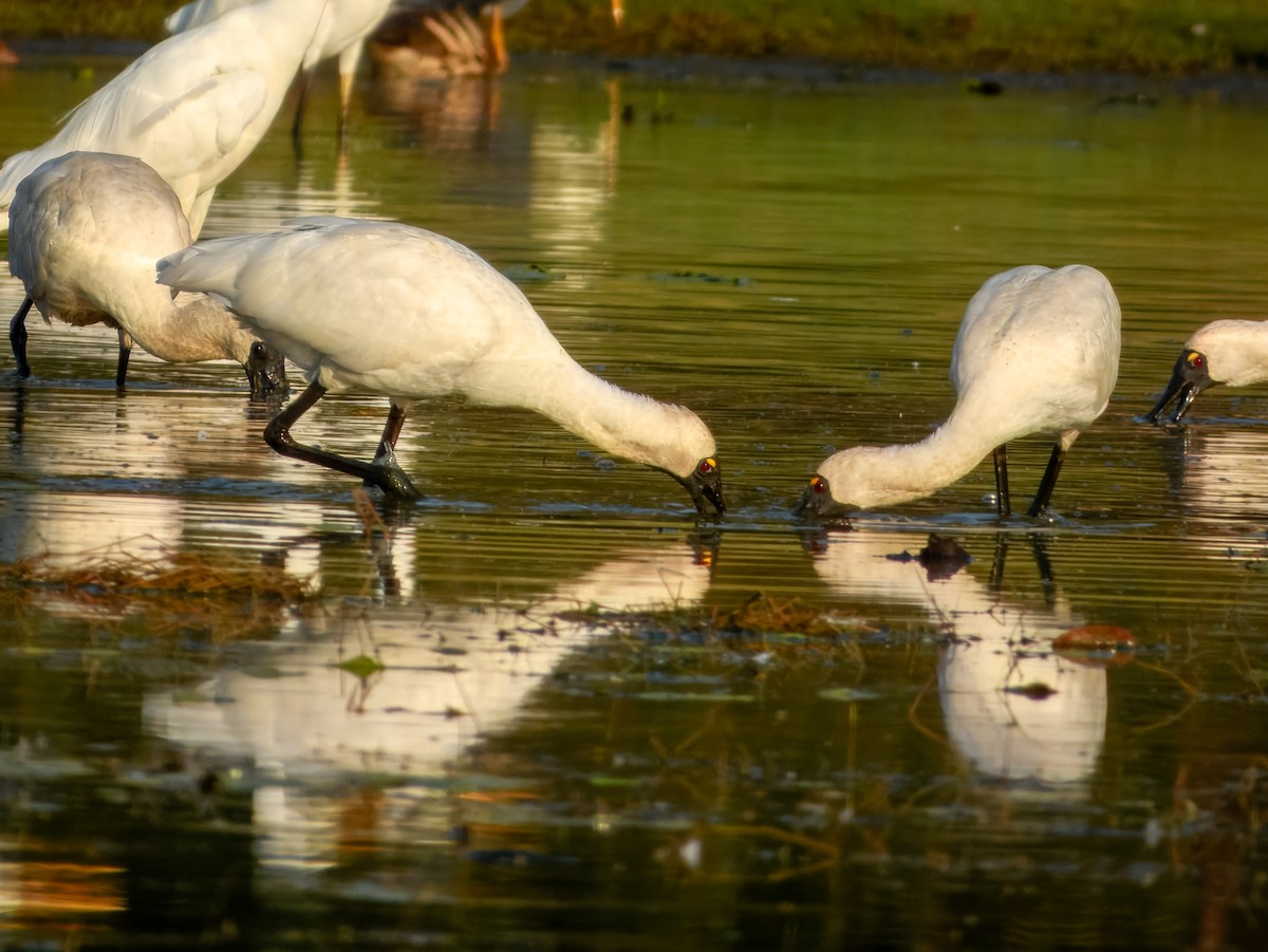 Royal Spoonbill - ML624669933