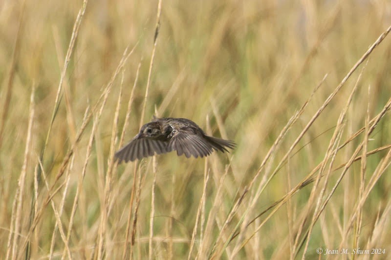 Seaside Sparrow - ML624669937