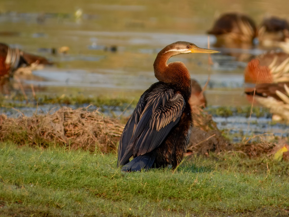 Australasian Darter - ML624669938