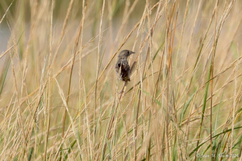 Seaside Sparrow - ML624669943