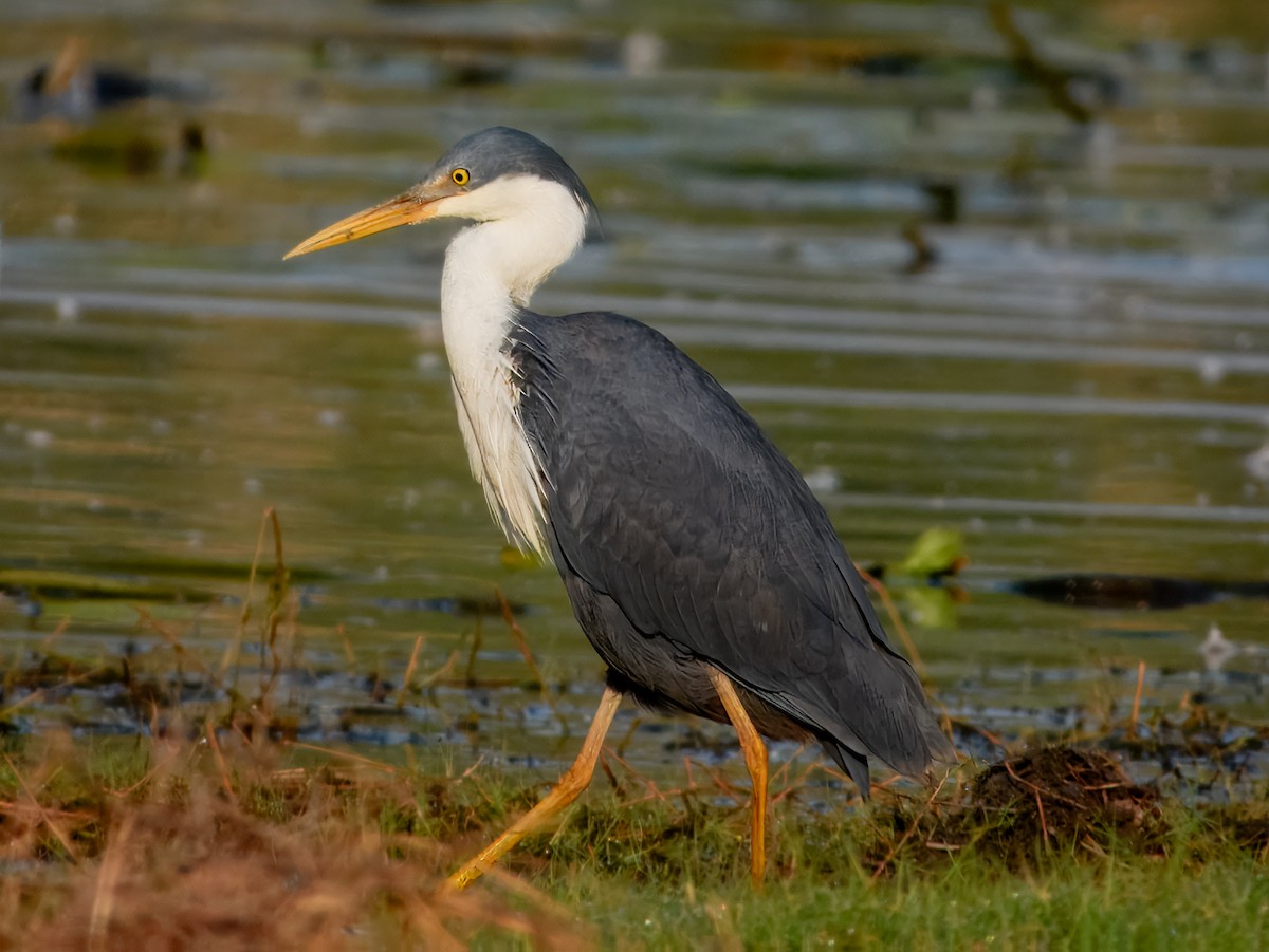 Pied Heron - ML624669949