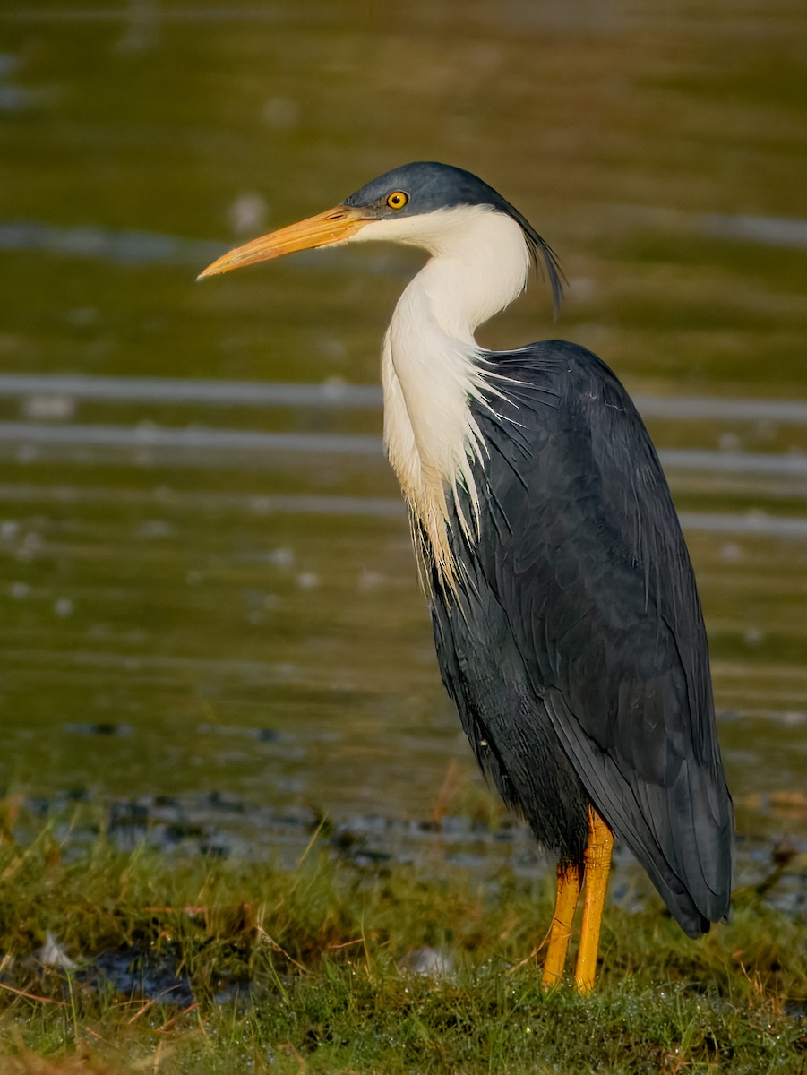 Pied Heron - ML624669953