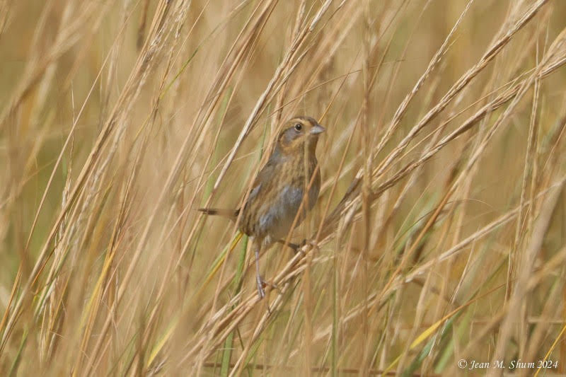 Nelson's Sparrow - ML624669966