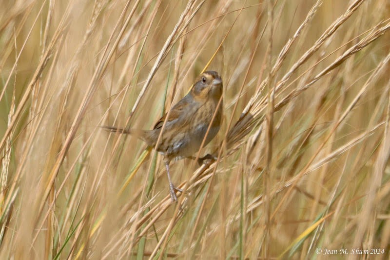 Nelson's Sparrow - ML624669967