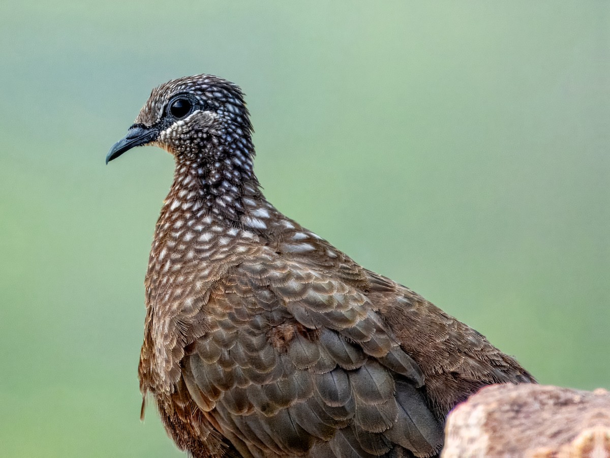 Chestnut-quilled Rock-Pigeon - ML624669975