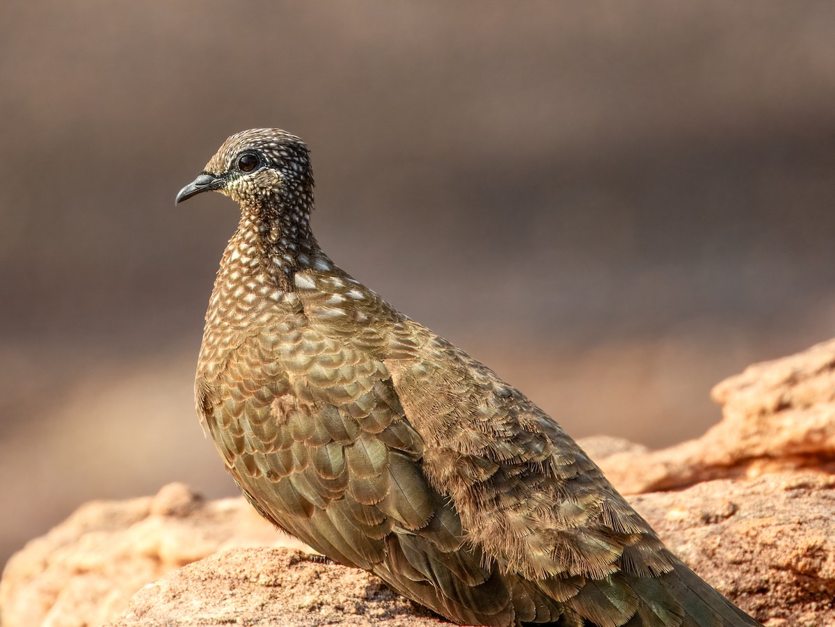 Chestnut-quilled Rock-Pigeon - ML624669978