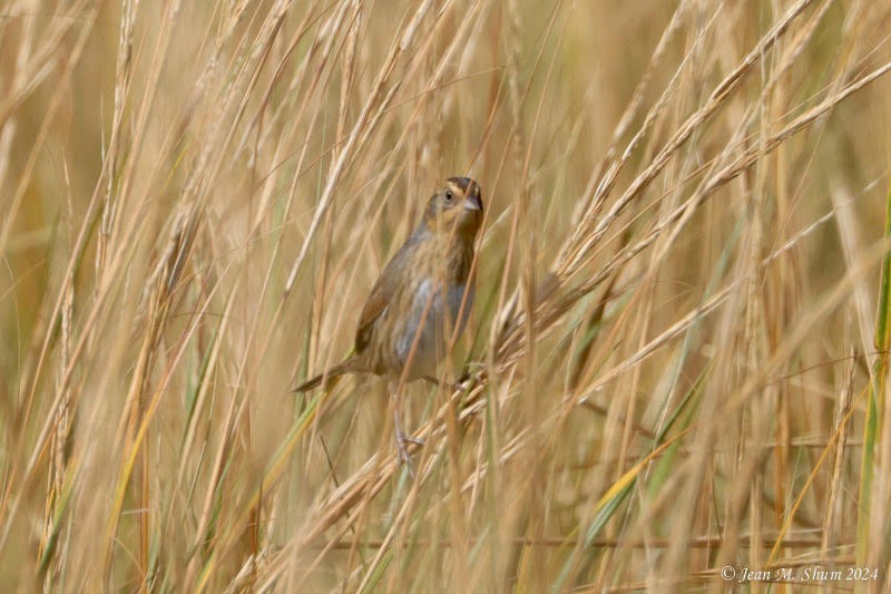 Nelson's Sparrow - ML624669982