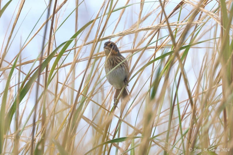 Saltmarsh Sparrow - ML624670005